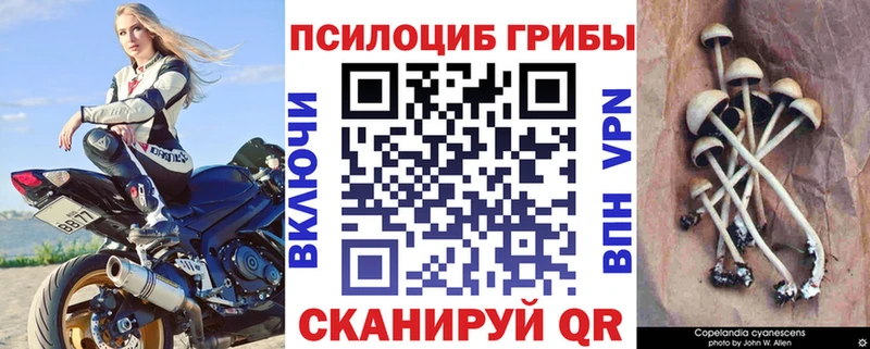 купить  цена  Добрянка  Галлюциногенные грибы Psilocybine cubensis 